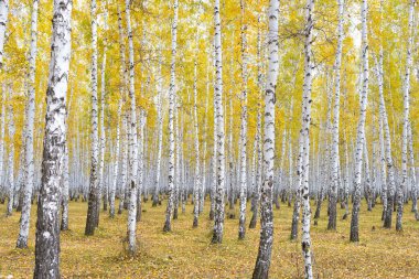 Altın sonbahar huş ağacı ormanı