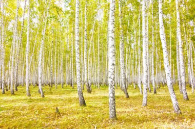Altın sonbahar huş ağacı ormanı