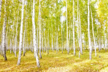 Altın sonbahar huş ağacı ormanı