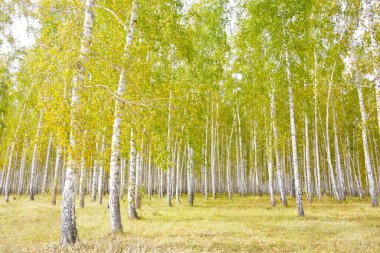 Altın sonbahar huş ağacı ormanı