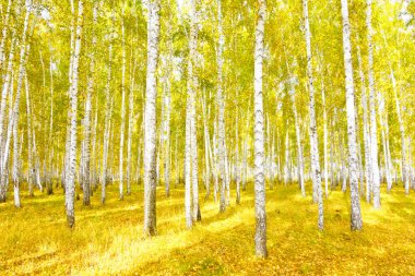 Altın sonbahar huş ağacı ormanı