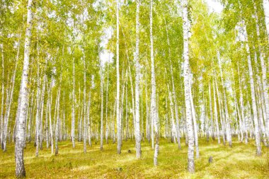 Altın sonbahar huş ağacı ormanı
