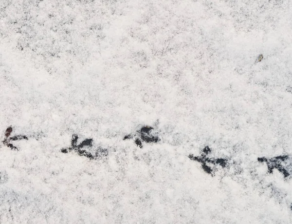 Vogelspuren Auf Neuschnee — Stockfoto