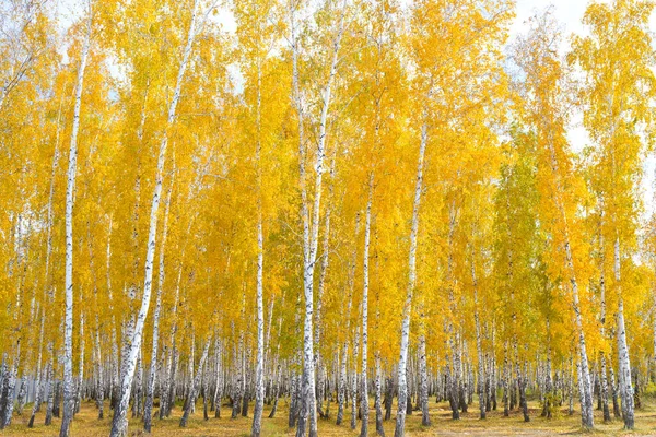 Gyllene Vacker Höstskog — Stockfoto