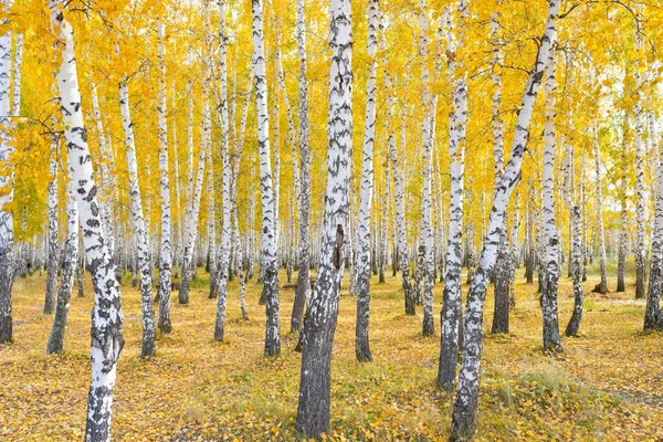 Golden Beautiful Autumn Forest — Stock Photo, Image