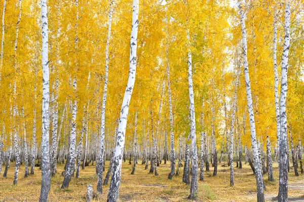 Золотой Красивый Осенний Лес — стоковое фото