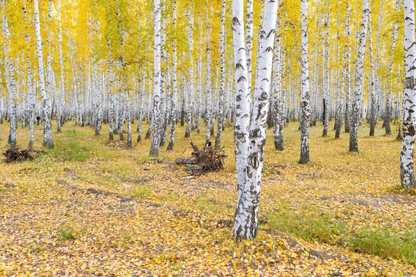 Zlatý Krásný Podzimní Les — Stock fotografie