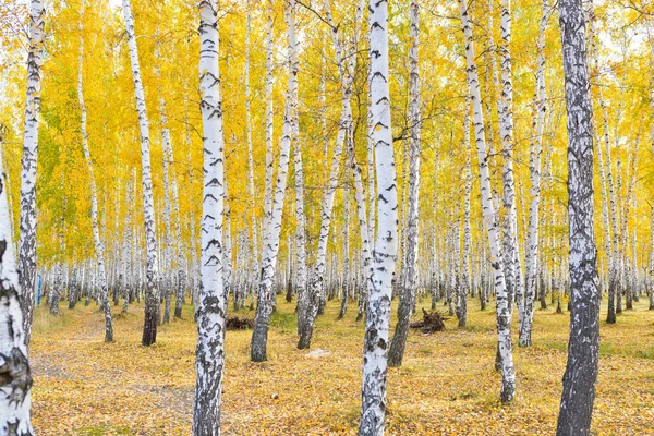 黄金の美しい秋の森 — ストック写真