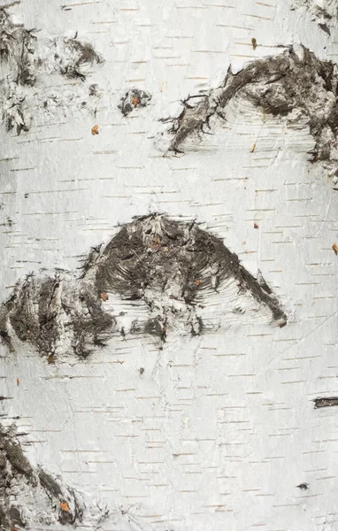 白桦树树皮为背景 — 图库照片