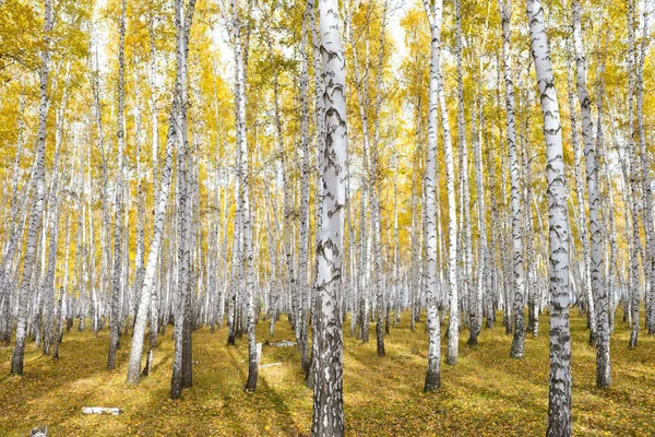 Gouden Herfst Berkenbos — Stockfoto