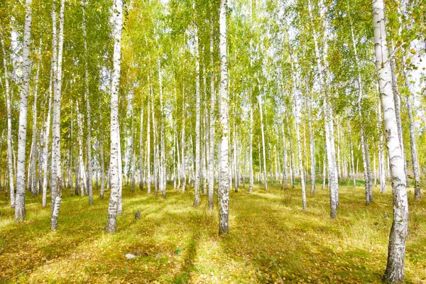 Golden Autumn Birch Forest — Stock Photo, Image