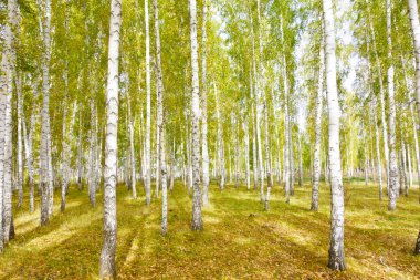 Altın sonbahar huş ağacı ormanı
