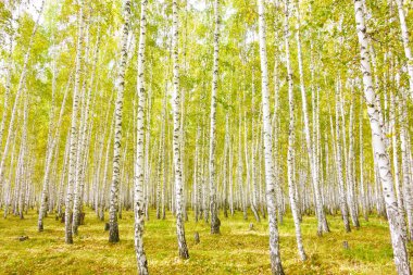 Altın sonbahar huş ağacı ormanı