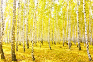 Altın sonbahar huş ağacı ormanı