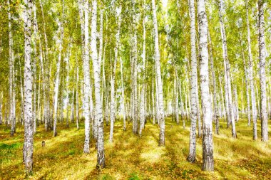Altın sonbahar huş ağacı ormanı
