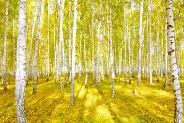 Altın sonbahar huş ağacı ormanı