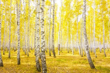 Altın sonbahar huş ağacı ormanı