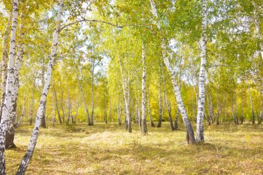 Altın sonbahar huş ağacı ormanı