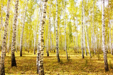 Altın sonbahar huş ağacı ormanı
