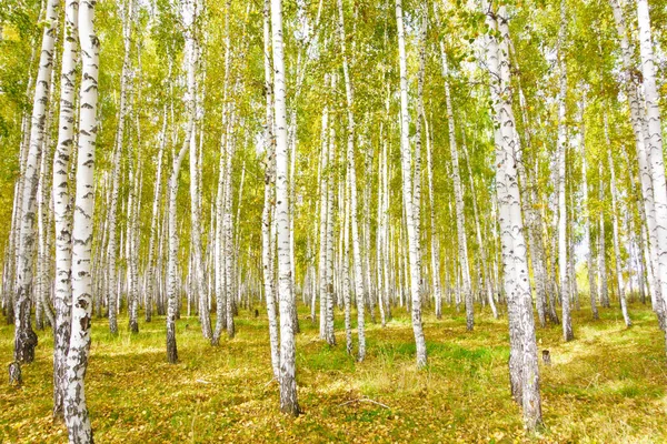 Golden Autumn Birch Forest — Stock Photo, Image