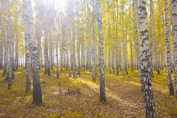 Золотой Осенний Березовый Лес — стоковое фото