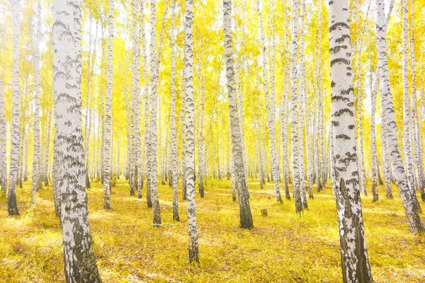 Golden Autumn Birch Forest — Stock Photo, Image
