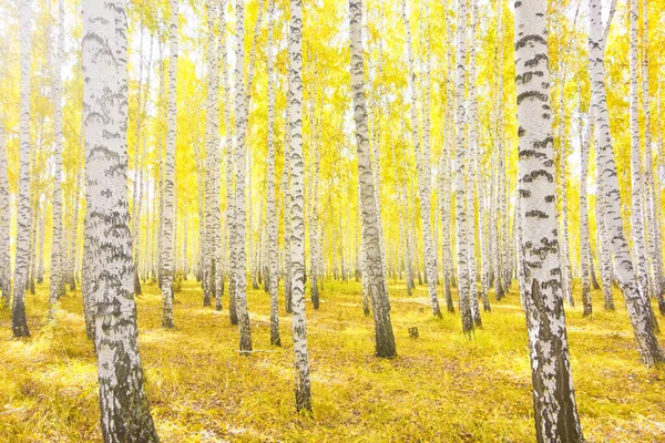 Floresta Vidoeiro Outono Dourado — Fotografia de Stock