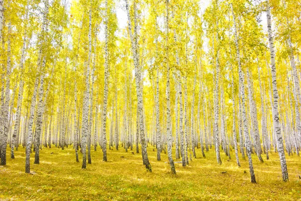 Gyllene Höstbjörkskogen — Stockfoto