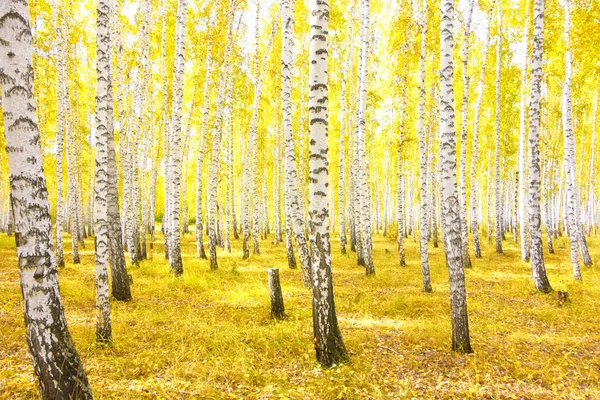 Golden Autumn Birch Forest — Stock Photo, Image