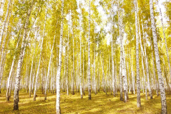 Altın Sonbahar Huş Ağacı Ormanı — Stok fotoğraf