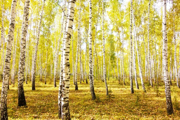 Golden Autumn Birch Forest — Stock Photo, Image