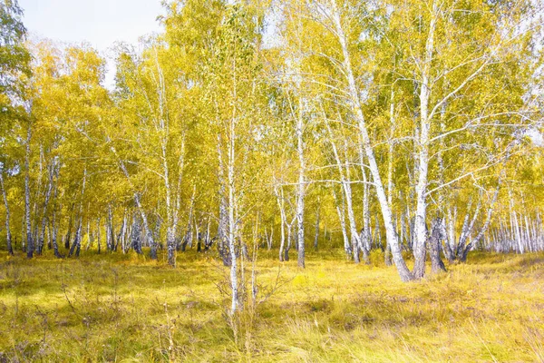 Goldener Birkenwald Herbst — Stockfoto