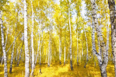 Altın sonbahar huş ağacı ormanı