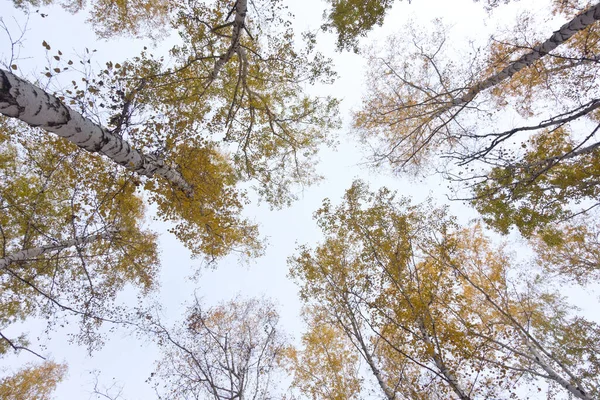 Titta Upp Höstskogen — Stockfoto