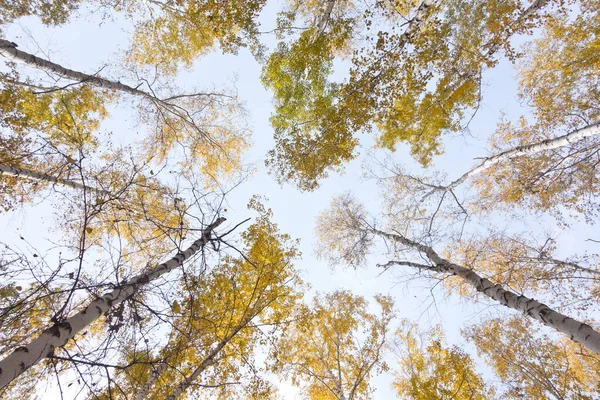 Opkijkend Het Herfstbos — Stockfoto