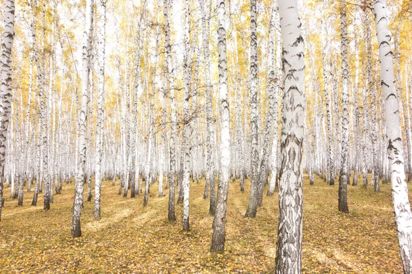 Golden Autumn Birch Forest — Stock Photo, Image