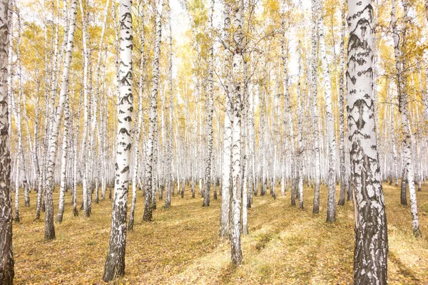 Gyllene Höstbjörkskogen — Stockfoto