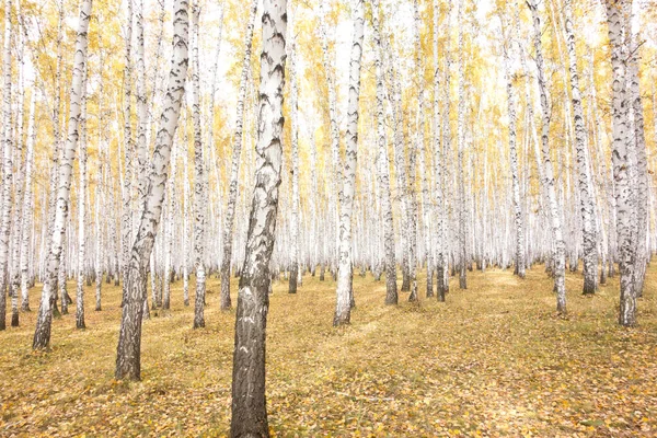 Golden Bela Floresta Outono — Fotografia de Stock