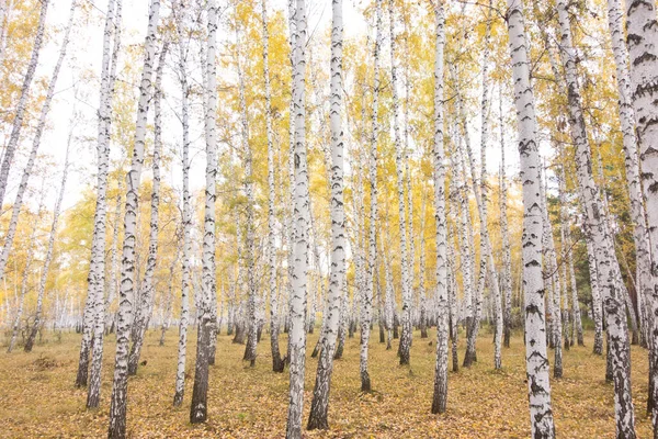 Arany Gyönyörű Őszi Erdő — Stock Fotó