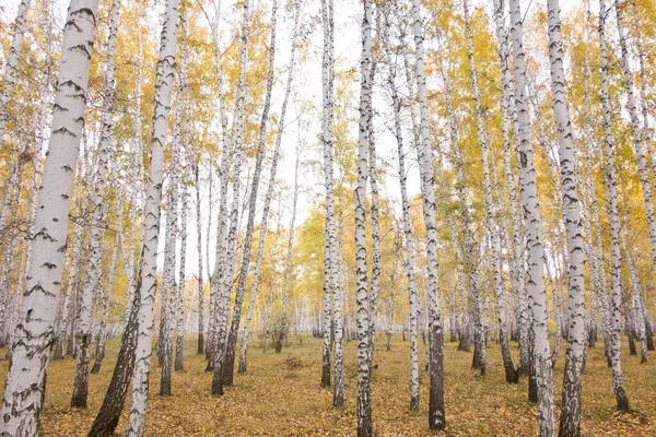 Золотой Красивый Осенний Лес — стоковое фото