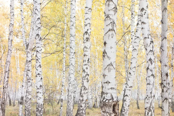 Золотой Красивый Осенний Лес — стоковое фото