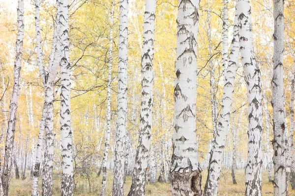 Frumoasa Pădure Toamnă — Fotografie, imagine de stoc