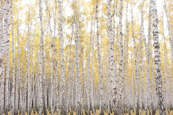 Золотий Красивий Осінній Ліс — стокове фото