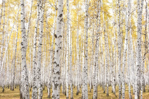 Golden Beautiful Autumn Forest — Stock Photo, Image