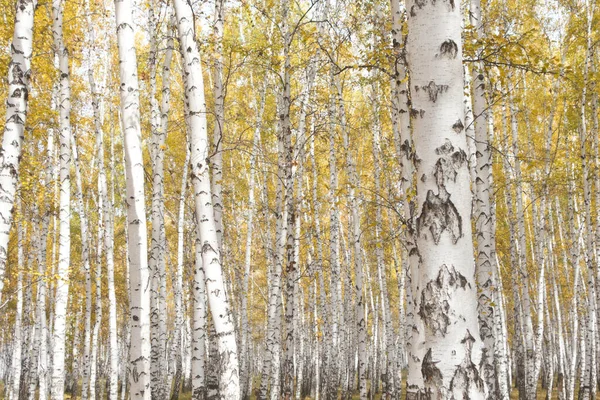 黄金の美しい秋の森 — ストック写真