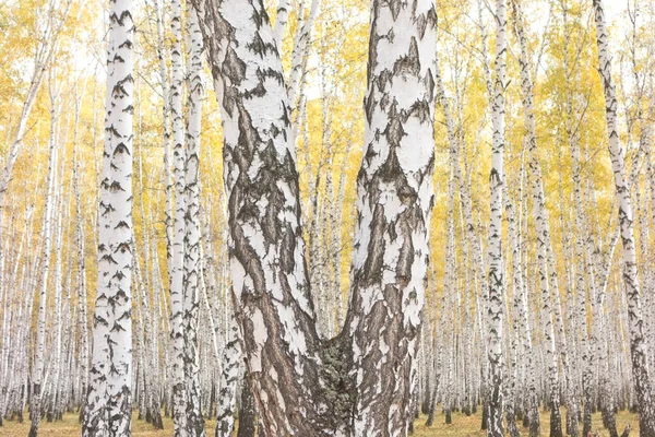 Золотой Красивый Осенний Лес — стоковое фото