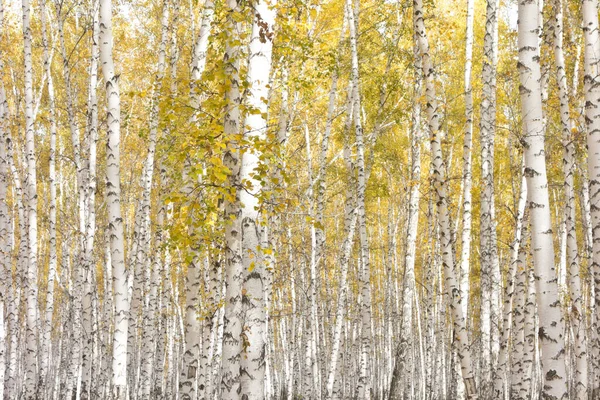 Gouden Mooie Herfst Bos — Stockfoto