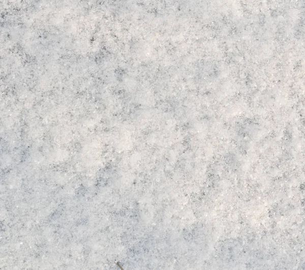 新雪を背景に — ストック写真