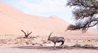 oryx in Namibia, Africa clipart