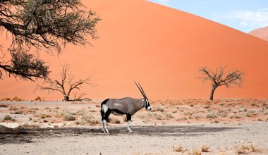 beautiful landscape in Namibia clipart